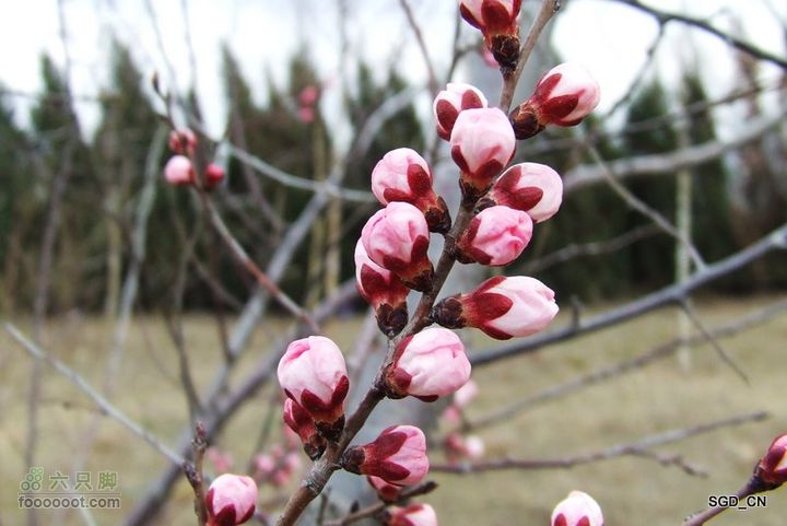 铁岭新区_调兵山明月禅寺DSCF3047