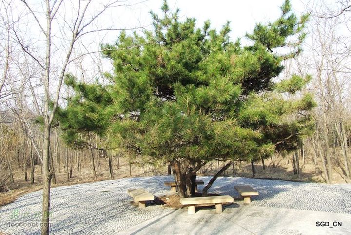 铁岭新区_调兵山明月禅寺DSCF3081