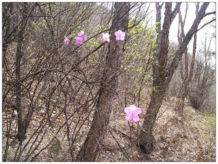 东湖林-老龙窝-达摩口杜鹃花