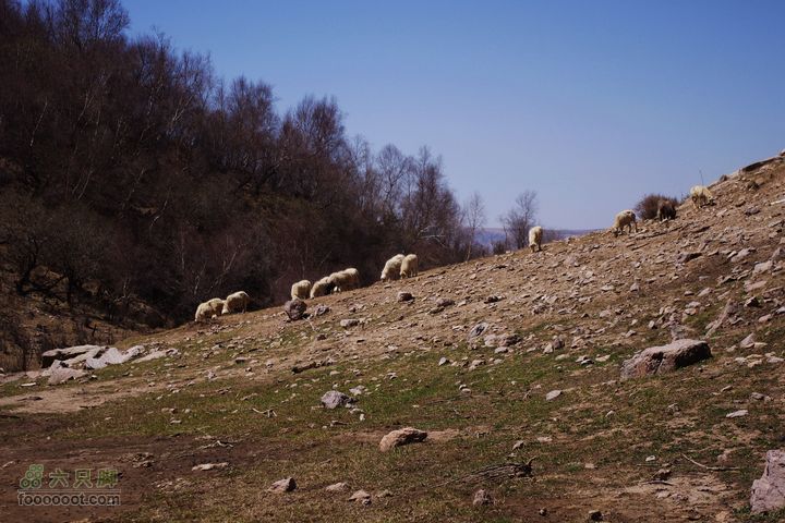 东团堡－草驮－东甸子梁－南骆驼鞍漫山遍野的羊群