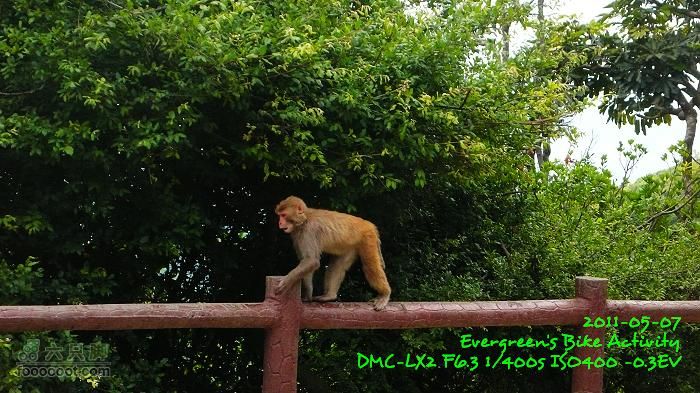 2011 05 07 大埔>馬騮山>荃灣>觀塘>紅磡P1380611