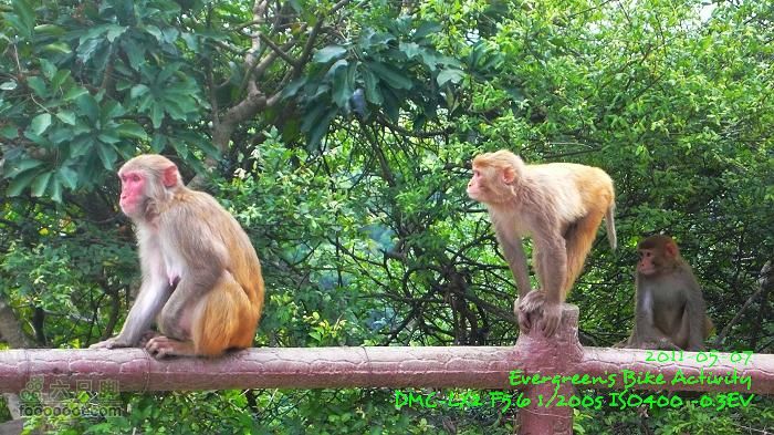 2011 05 07 大埔>馬騮山>荃灣>觀塘>紅磡P1380612