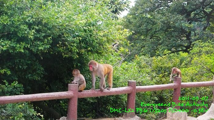 2011 05 07 大埔>馬騮山>荃灣>觀塘>紅磡P1380613