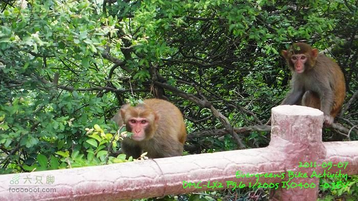 2011 05 07 大埔>馬騮山>荃灣>觀塘>紅磡P1380614