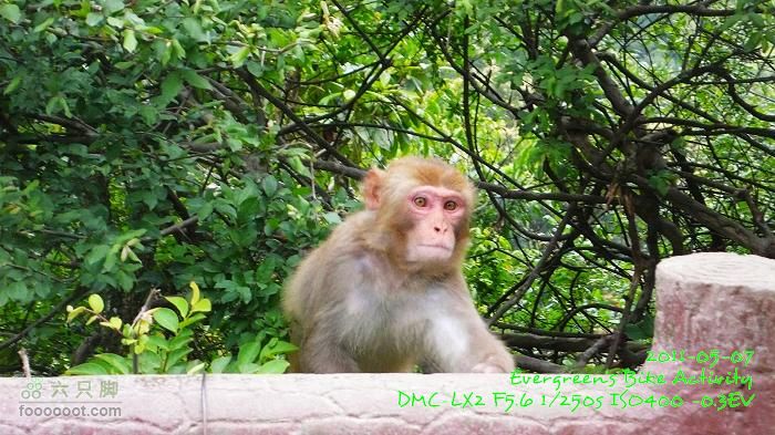 2011 05 07 大埔>馬騮山>荃灣>觀塘>紅磡P1380615