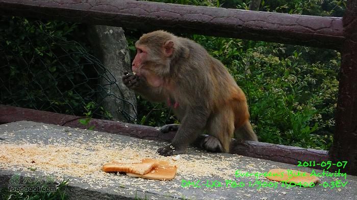 2011 05 07 大埔>馬騮山>荃灣>觀塘>紅磡P1380622
