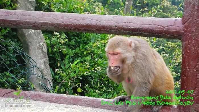 2011 05 07 大埔>馬騮山>荃灣>觀塘>紅磡P1380623