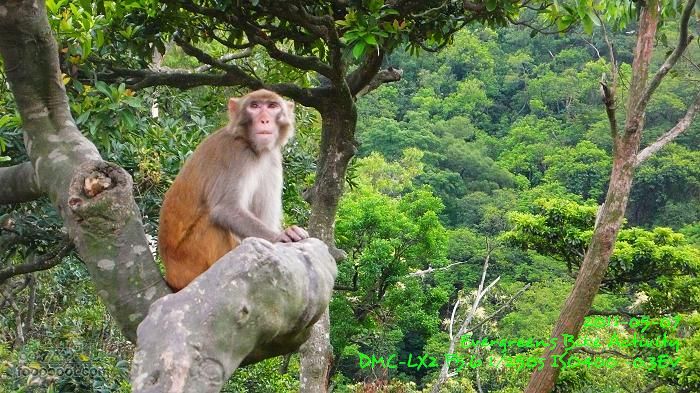 2011 05 07 大埔>馬騮山>荃灣>觀塘>紅磡P1380625