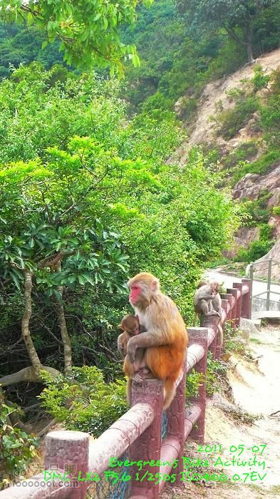 2011 05 07 大埔>馬騮山>荃灣>觀塘>紅磡P1380631