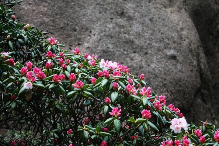 2011-05-07-穿越黄山-青岛向阳山户外IMG_3198杜鹃花