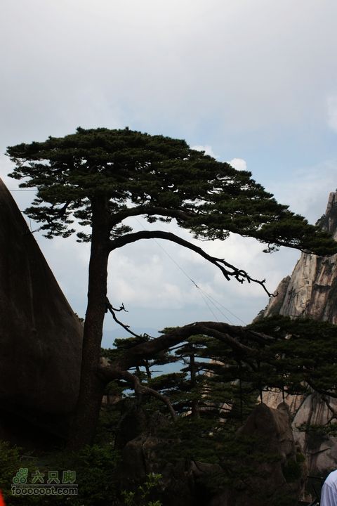 2011-05-07-穿越黄山-青岛向阳山户外IMG_3320迎客松