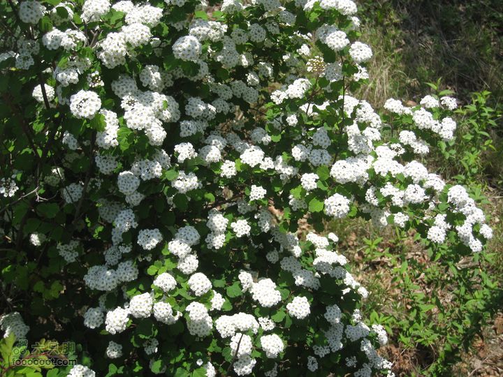 20110514林州艾蒿坪朝阳石板岩201105014艾蒿坪朝阳 102