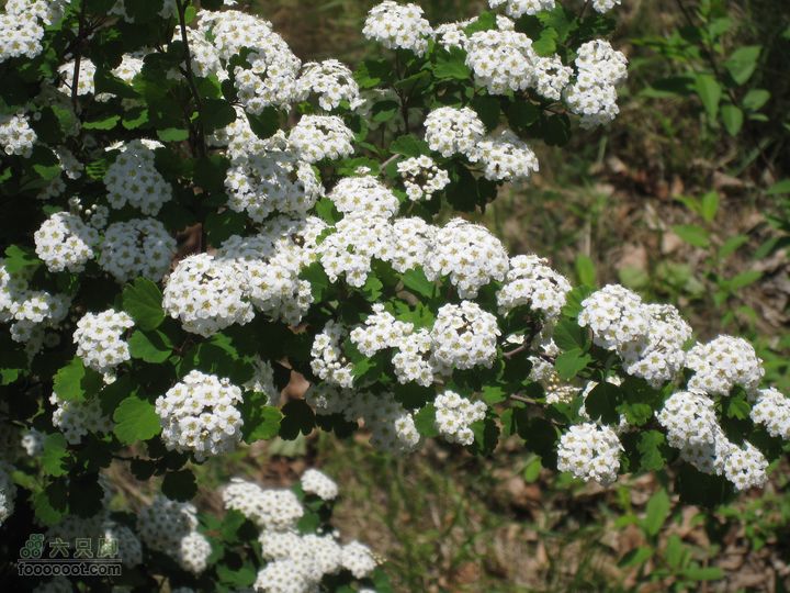 20110514林州艾蒿坪朝阳石板岩201105014艾蒿坪朝阳 103