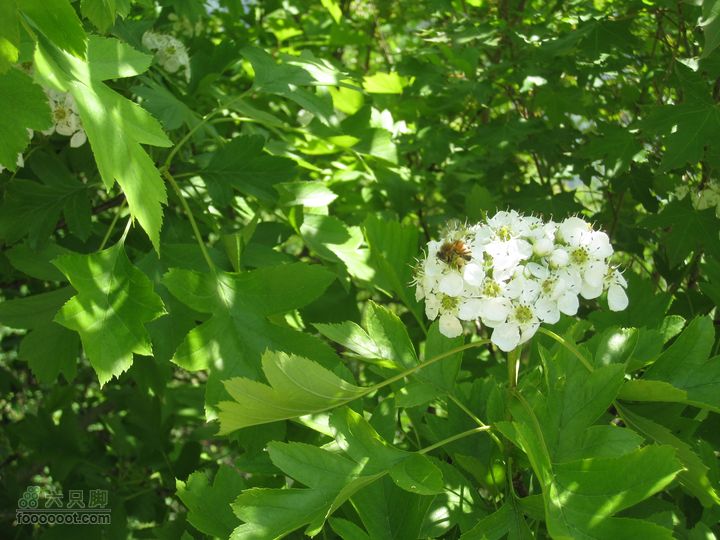 20110514林州艾蒿坪朝阳石板岩201105014艾蒿坪朝阳 112