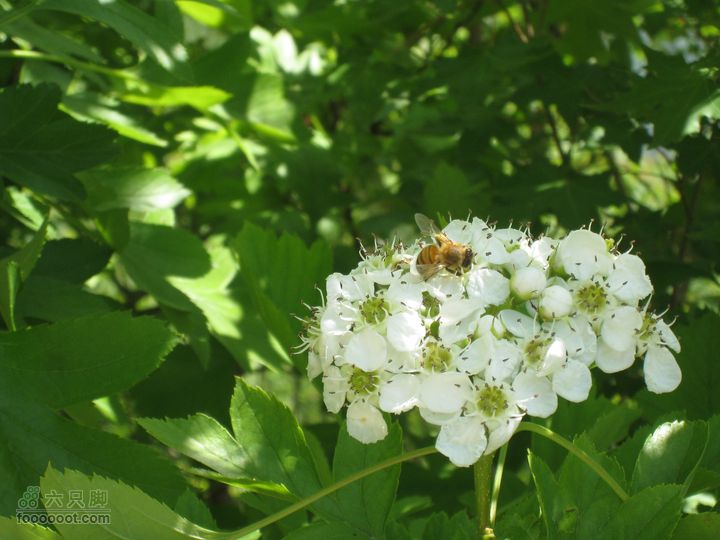 20110514林州艾蒿坪朝阳石板岩201105014艾蒿坪朝阳 113