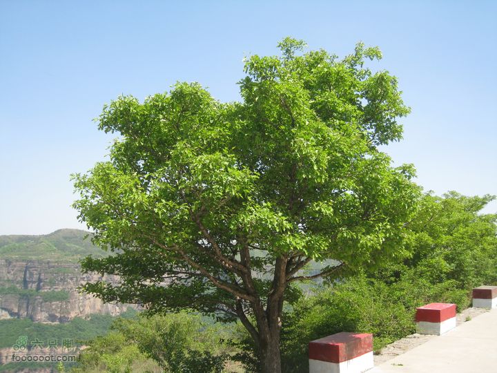 20110514林州艾蒿坪朝阳石板岩201105014艾蒿坪朝阳 214
