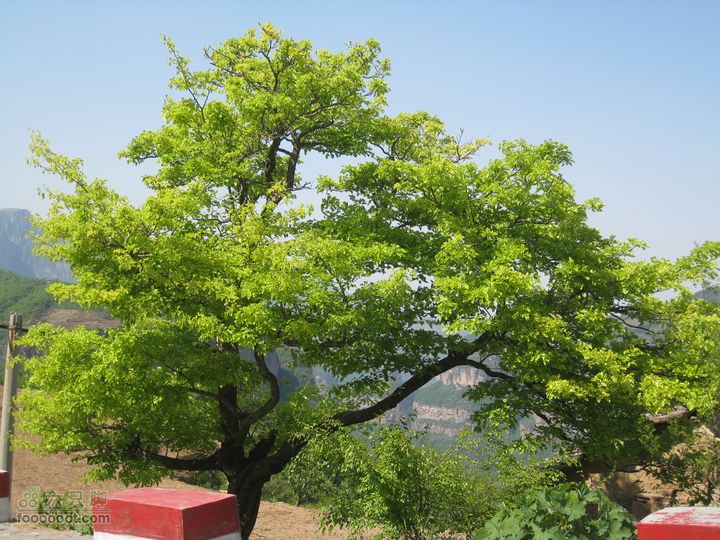 20110514林州艾蒿坪朝阳石板岩201105014艾蒿坪朝阳 253