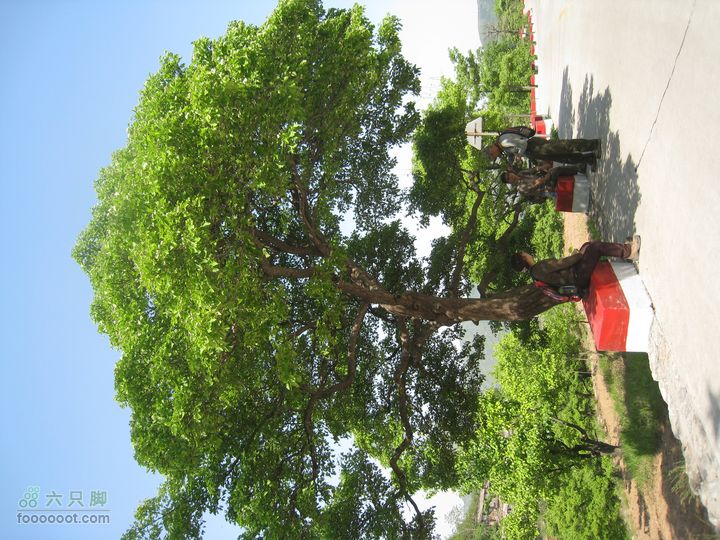 20110514林州艾蒿坪朝阳石板岩201105014艾蒿坪朝阳 266