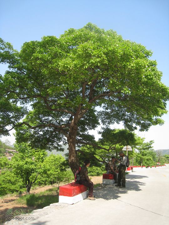 20110514林州艾蒿坪朝阳石板岩201105014艾蒿坪朝阳 266.r