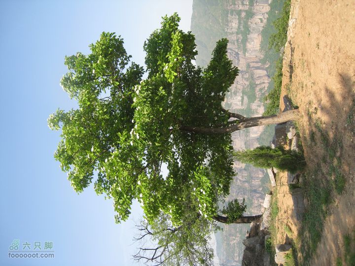20110514林州艾蒿坪朝阳石板岩201105014艾蒿坪朝阳 302