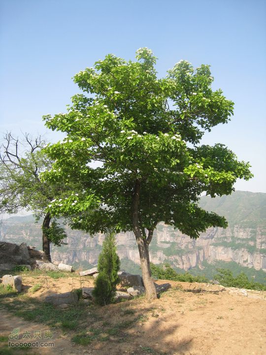 20110514林州艾蒿坪朝阳石板岩201105014艾蒿坪朝阳 302.r