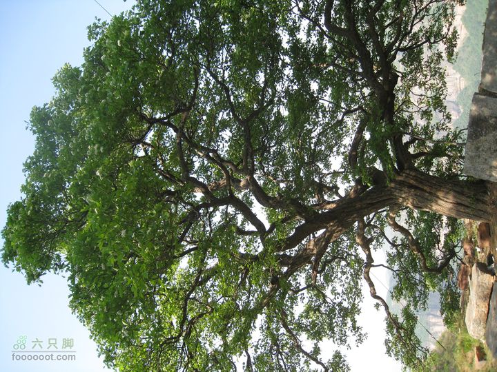 20110514林州艾蒿坪朝阳石板岩201105014艾蒿坪朝阳 303