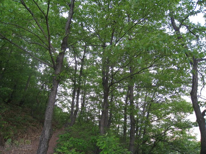 20110514林州艾蒿坪朝阳石板岩201105014艾蒿坪朝阳 335