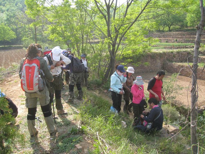 20110514林州艾蒿坪朝阳石板岩201105014艾蒿坪朝阳 309
