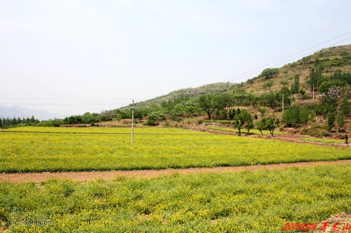 峨庄米山黄崖顶黑峪寨线路盛开的油菜花。。。仿佛到了江南