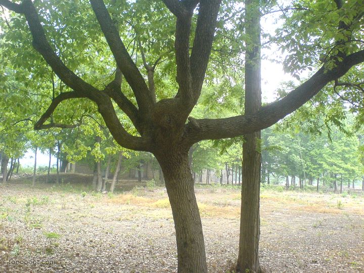 合肥市区—刘铭传故居、香草农庄一日游DSC01491