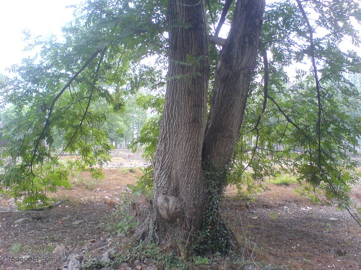 合肥市区—刘铭传故居、香草农庄一日游DSC01492