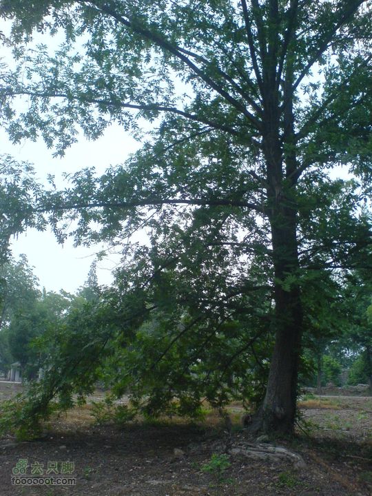 合肥市区—刘铭传故居、香草农庄一日游DSC01493