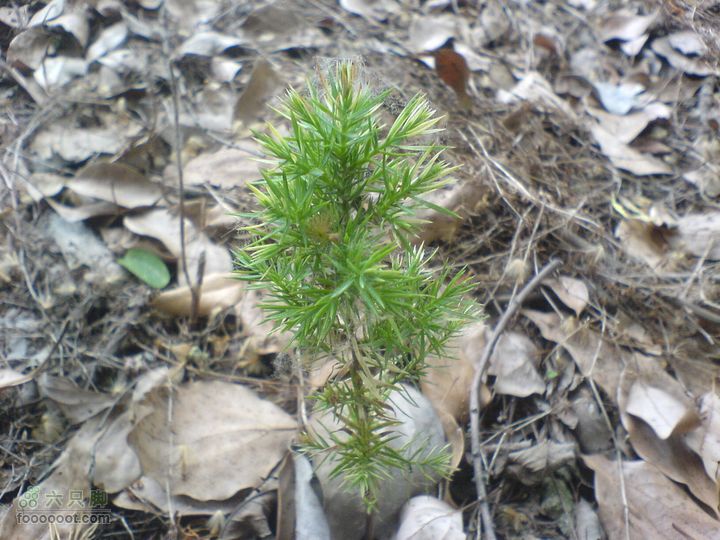 合肥市区—刘铭传故居、香草农庄一日游DSC01494