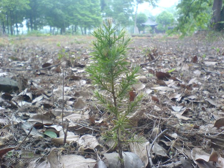 合肥市区—刘铭传故居、香草农庄一日游DSC01495