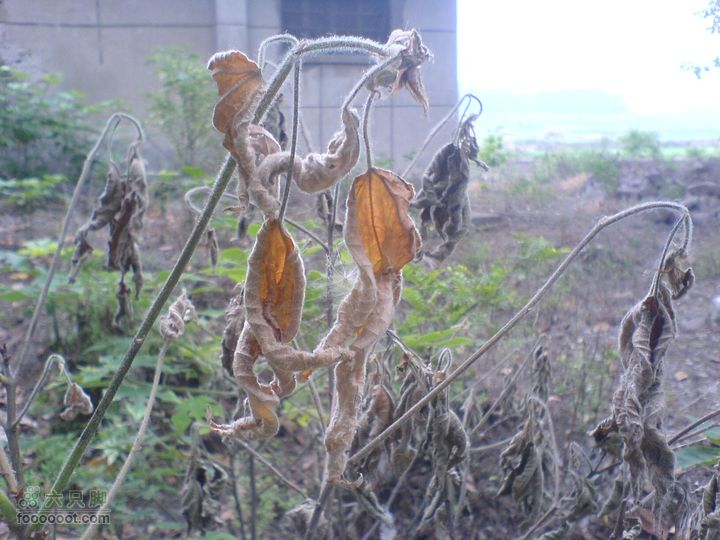 合肥市区—刘铭传故居、香草农庄一日游DSC01503