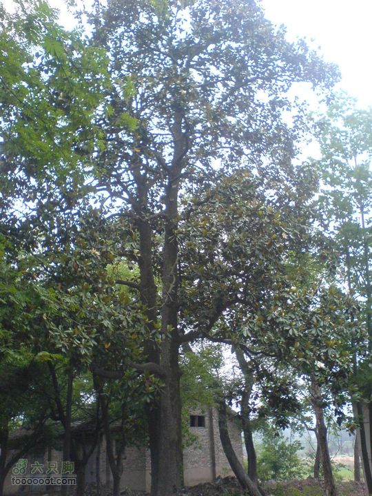 合肥市区—刘铭传故居、香草农庄一日游DSC01504