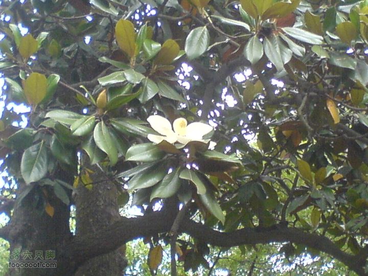 合肥市区—刘铭传故居、香草农庄一日游DSC01505