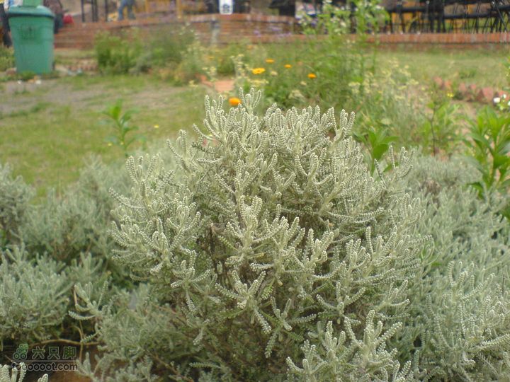 合肥市区—刘铭传故居、香草农庄一日游DSC01536