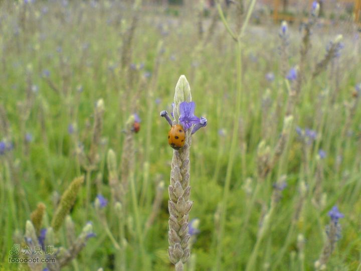 合肥市区—刘铭传故居、香草农庄一日游DSC01541