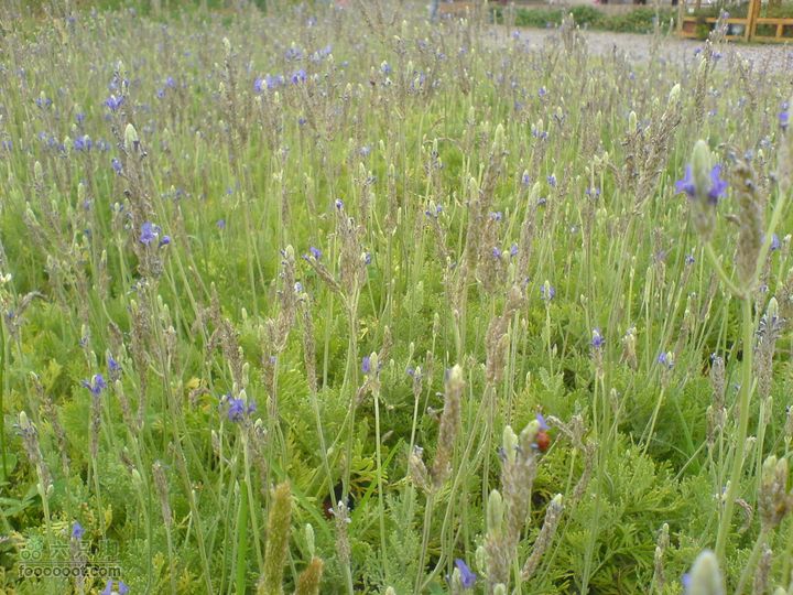 合肥市区—刘铭传故居、香草农庄一日游DSC01543