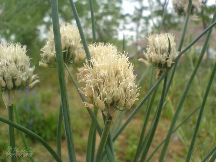 合肥市区—刘铭传故居、香草农庄一日游DSC01545