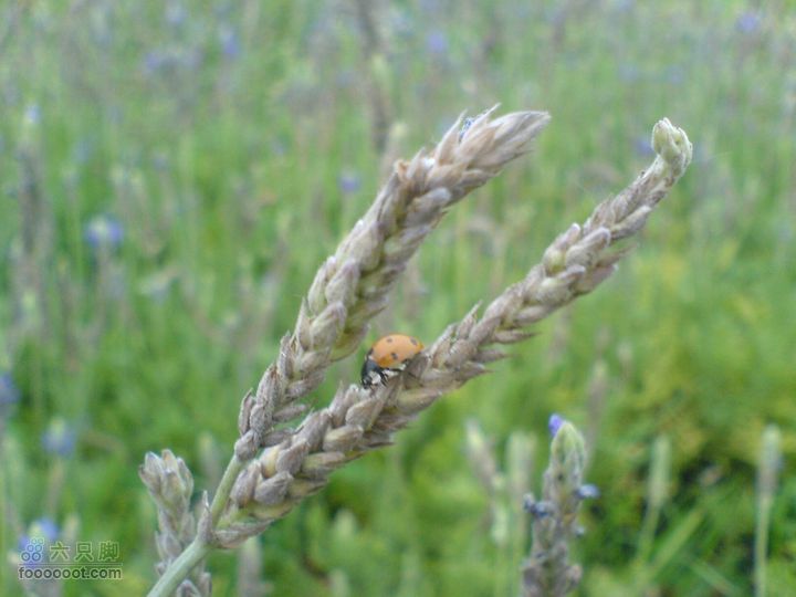 合肥市区—刘铭传故居、香草农庄一日游DSC01546
