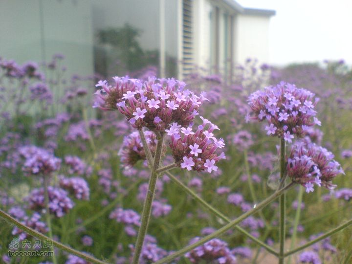 合肥市区—刘铭传故居、香草农庄一日游DSC01548