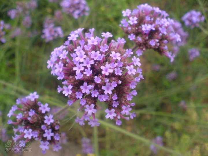 合肥市区—刘铭传故居、香草农庄一日游DSC01551