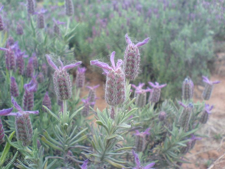 合肥市区—刘铭传故居、香草农庄一日游DSC01553