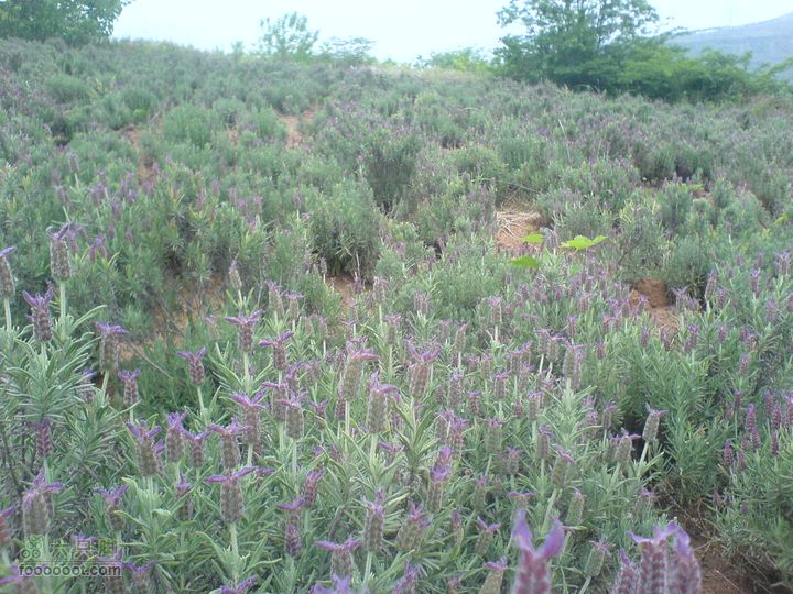 合肥市区—刘铭传故居、香草农庄一日游DSC01554