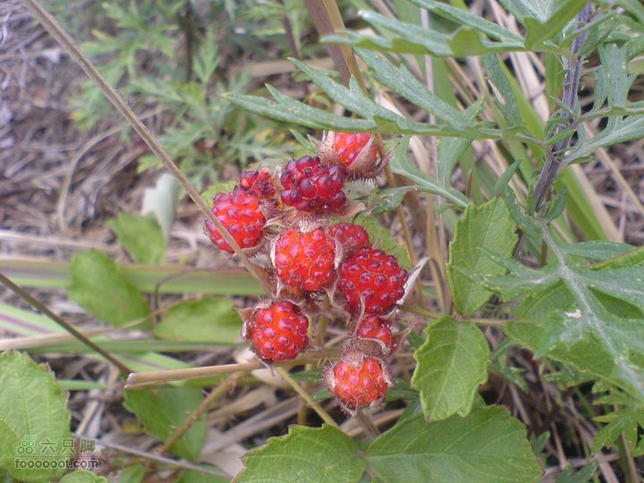 合肥市区—刘铭传故居、香草农庄一日游DSC01555