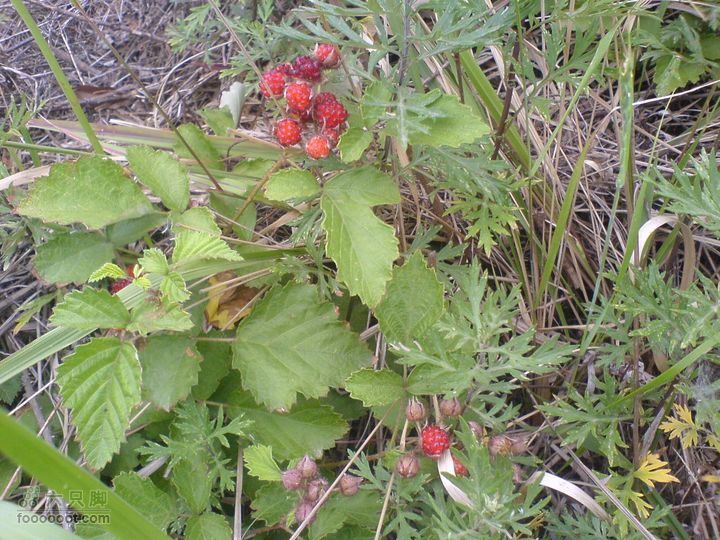 合肥市区—刘铭传故居、香草农庄一日游DSC01556