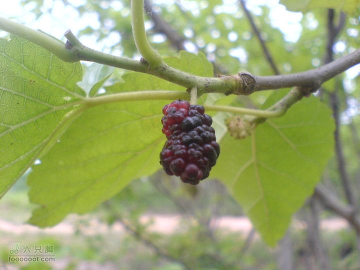 合肥市区—刘铭传故居、香草农庄一日游DSC01558