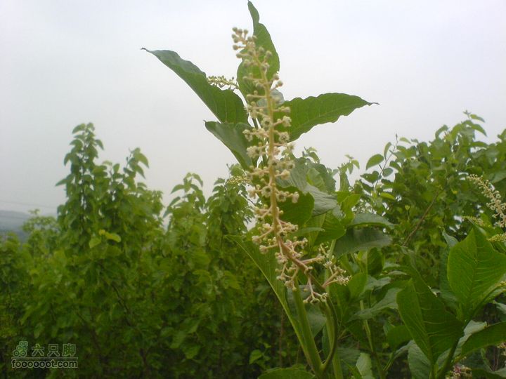 合肥市区—刘铭传故居、香草农庄一日游DSC01559